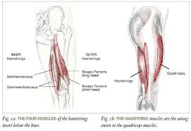 They come in many sizes and shapes, depending on. Relief For Tight Hamstrings