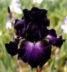 Hyacinth blue standards, yellow falls with lighter edging, yellow to blue beards. Die 110 Besten Ideen Zu Bezaubernde Iris Schwertilien Schwertlilie Pflanzen Blumen Pflanzen