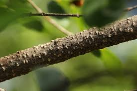 Image result for Berchemia zeyheri