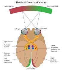 A Child Lost A Sixth Of His Brain Then Made An Amazing Comeback Visual Cortex Human Anatomy And Physiology Brain Facts