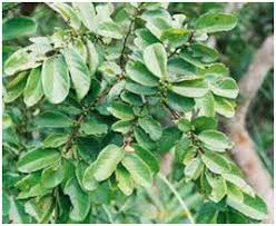 Image result for Bridelia ferruginea