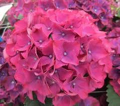 We did not find results for: Hydrangea Seaside Serenade Hatteras Ppaf Plants Nouveau