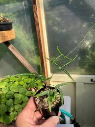 Image result for Adenia kirkii
