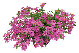 Image result for Jamesbrittenia integerrima