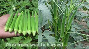 Quick guide to growing okra. How To Grow Okra From Seeds To Harvest Youtube