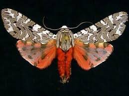 This tiny white fly and its young scaly nymphs infest the undersides of leaves, feeding on. Bamona Moths Inaturalist