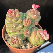 Image result for Monadenium rugosum