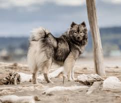 Sorry if i have not returned your call. Eurasier Dogs And Breeders In Canada Canadogs
