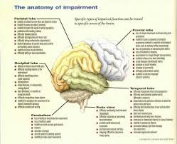 Anatomy Of Impairment Brain Anatomy And Function Brain Anatomy Brain Structure