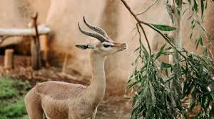 This means that each entrance ticket to the zoo goes back into sustaining operations, not into the pocket of some corporation. Take A Trip To The San Diego Zoo Safari Park Go Visit San Diego