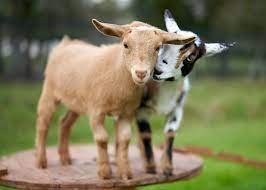 G.o.a.t is from polyphia's new album, new levels new devils, out now. 35 Funny Goat Pictures You Ll Love Reader S Digest