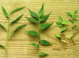 Image result for Arthraxon