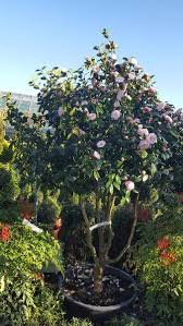 Do you have any spring flowering landscape plants? Camellia Japonica Nuccios Pearl Pink Camellias Buy Online Uk Garden Care Camellia Tree Camellia