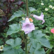 Image result for Ceratotheca triloba