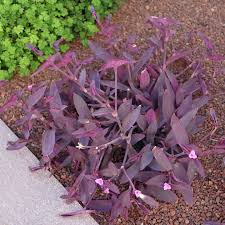 Image result for Commelinaceae