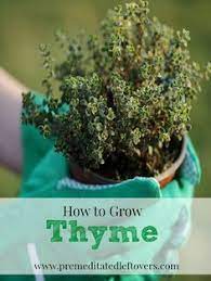 How To Grow Thyme Including How To Plant Thyme Seedlings How To Care For Thyme Seedlings And How To Harvest Thyme Herbs Growing Thyme Organic Gardening Tips