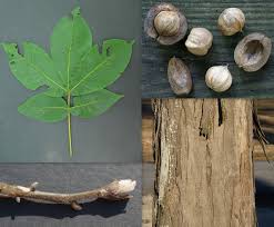 Shagbark hickory trees are known for being unreliable nut producers. Tough Shell Easy Sell For Wisconsin S Hickory Nuts Wiscontext