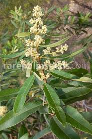 Image result for Ozoroa paniculosa