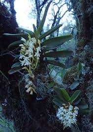 Image result for Cyrtorchis