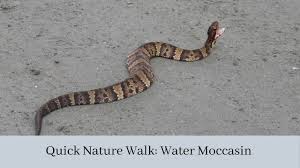 They are often large ranging from 2 to 4 feet long. Water Moccasin Youtube