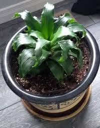Saintpaulia ionantha, commonly called the african violet, is one of the most satisfactory flowering houseplants. What Is This Indoor Plant Which Has Dark Green Leaves That Curl Up And Over As They Grow Gardening Landscaping Stack Exchange