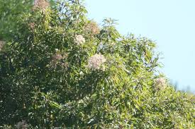 Image result for Nuxia floribunda