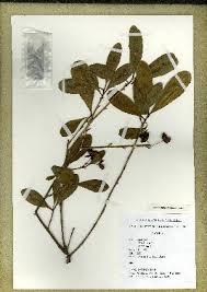 Image result for Ochna schweinfurthiana