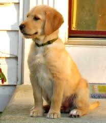 At first glance, there might not be a more unlikely mix than chow chows and golden retrievers. Beagle Golden Retriever Golden Retriever Mix Puppies Golden Retriever Mix Retriever Mix