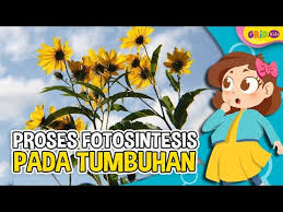 Fotosintesis adalah proses tumbuhan mengubah sinar matahari menjadi makanan atau energi. Proses Fotosintesis Pada Tumbuhan Youtube
