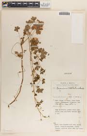 Image result for Geranium ocellatum