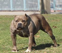 Tumblr Mo6 38 Am Jpg Pitbull Terrier American Pitbull Terrier Pitbull Puppies