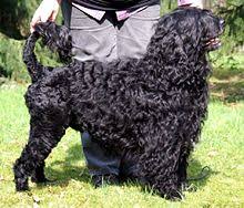 Portuguese Water Dog Wikipedia