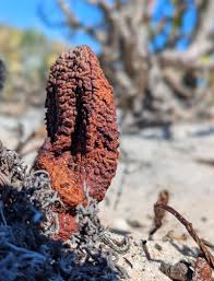 Image result for Hydnora