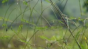 Image result for Tephrosia linearis