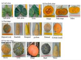 Image result for Cucurbita