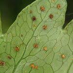 Image result for Tectaria angelicifolia