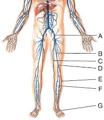 The five types of blood vessels are (in order of circulation): The Cardiovascular System Blood Vessels And Hemodynamics Flashcards Easy Notecards