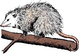 During a speech you would say an opossum because the o is not silent. Opossum Definition Of Opossum By Merriam Webster