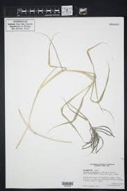 Image result for Cynodon aethiopicus