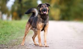 Your pitbull rottweiler mix puppy should be fed 4 meals throughout the day in small, but even, portion sizes. German Shepherd Rottweiler Mix Breed Info Facts Pictures All Things Dogs All Things Dogs