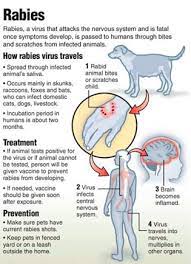 Animal control and rabies vaccination programs for dogs and cats are prevalent. Rabies In Dogs Rabies Facts You Need To Know Rover Com