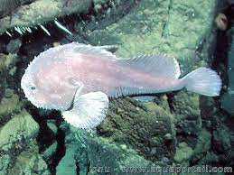 Blobfish are typically found 2000 to 4000 feet beneath the ocean's surface. Psychrolutes Marcidus Blobfish Blobfish Cool Sea Creatures Ocean Creatures
