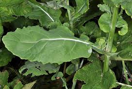 Image result for Brassica