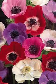Buy vintage home decor, french country kitchen accessories, home fragrance, gifts for the home, french antique. Anemone Fun With The Black Center Graphic Quality Anemone Flower Pretty Flowers Beautiful Flowers