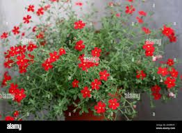 Image result for Jamesbrittenia huillana