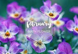 All about february's birth flower, violet. February Birth Flower Violet Ftd Com