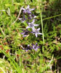 Image result for Swertia kilimandscharica