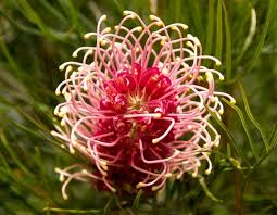 We did not find results for: Characteristics And Care Of The Grevillea A Beautiful Flowering Plants Gardening On