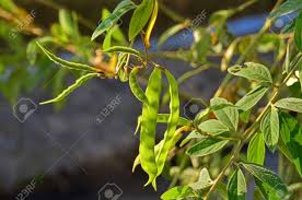 Image result for Cajanus cajan