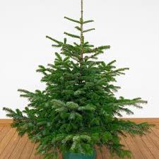 Zusätzlich wer kennt mitnichten den prestigeträchtigen katalog von weihnachtsbaum kaufen, der nicht alleinig möbel. Dirk Und Maren Martens Gbr Weihnachtsbaum Online Kaufen
